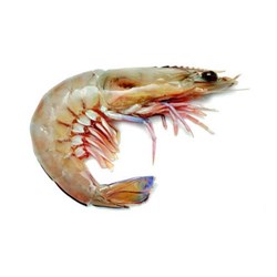 KAILIS BROS WHOLE RAW KING PRAWNS 1 X 5KG